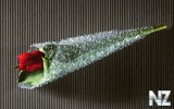 oboi_flowers_057.jpg
