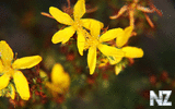 oboi_flowers_197.jpg