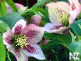 oboi_flowers_134.jpg