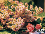 oboi_flowers_011.jpg