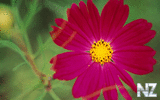 oboi_flowers_155.jpg