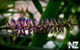 oboi_flowers_102.jpg