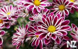 oboi_flowers_071.jpg