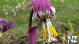 Oboi_Priroda_660.jpg