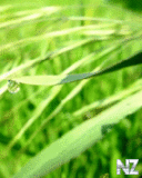 Природа.gif