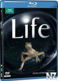 BBC Р–РёР·РЅСЊ / BBC Life 1-10 СЃРµСЂРёРё (2009) HD.avi