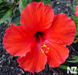 hibiscus_rosasinensis.jpg