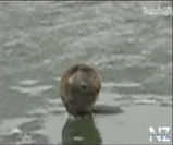 Р‘РѕР±РµСЂ С‚СѓСЃРѕРІС‰РёРє.3gp