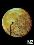 space_240x320_86_.gif