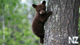 bear_011.jpg