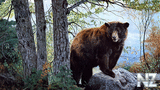 bear_015.jpg