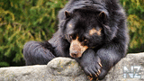 bear_020.jpg