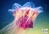 Jellyfish_03_960x666.jpg