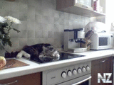 TALKING_CAT_who_snaps_on_the_stove_Nikifor_.flv