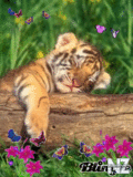 Animals_8_.gif