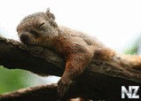 squirrel_15.jpg