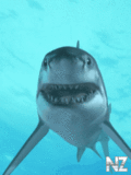 sea_24_.gif
