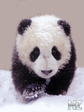 Animals_25_.gif