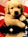 Animals_27_.gif