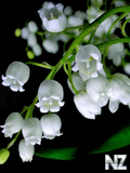 0001456296_Flower_2251.jpg