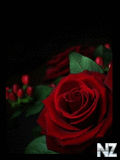 0001475563_Roses_In_Dark.jpg