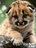 Animals_33_.gif