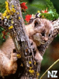 Animals_34_.gif