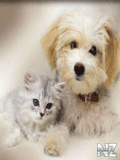 Animals_36_.gif