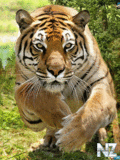Animals_40_.gif