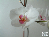 0001621765_orchid.jpg