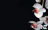 0001621768_Nature_Flowers_White_Orchid__Flowers_008374_.jpg