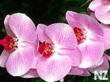 0001621774_82902282_Moth_Orchid.jpg