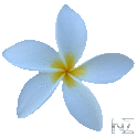 Jasmine ICQ 3.2.apk