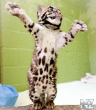 1315217860_leo.png