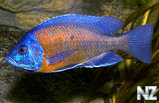 Copadichromis borleyi ‘Kadango’.jpg