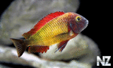 Tropheus moorii 'Ilangi yellow'.jpg