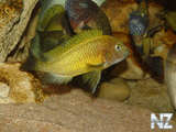 Tropheus moorii 'Ilangi yellow'.jpg