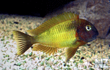 Tropheus moorii 'Nkonde yellow'.jpg