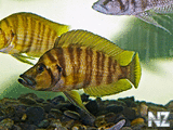 Altolamprologus compressiceps.jpg