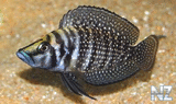 Altolamprologus Black Calvus.jpg