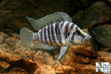 Altolamprologus White Calvus.jpg