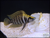 Altolamprologus White Calvus.jpg