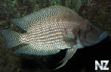 Altolamprologus White Calvus.jpg