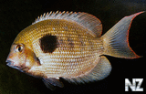 Paretroplus maculatus.jpg
