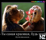 1354614209_bud_moey_prikol.jpg