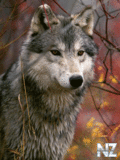 Animals_71_.gif
