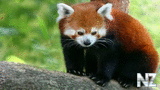 Ailurus fulgens.jpeg