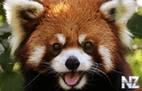 Ailurus fulgens.jpg