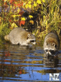 Animals_85_.gif