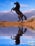 Animals_89_.gif